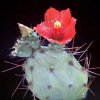 Opuntia_bergeriana